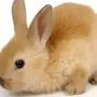 Кролик картинка для детей