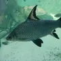 Акулий Барбус