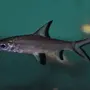 Акулий барбус