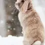 Доброе утро зима заяц картинки