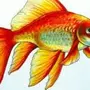 Нарисованная Золотая Рыбка