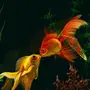 Золотая Рыбка В Море