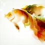 Золотая Рыбка В Море