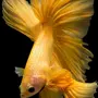 Золотого петушка рыбки