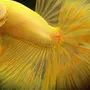 Золотого петушка рыбки