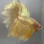Золотого Петушка Рыбки