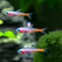 Рыбки Неоны