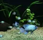 Аквариумные рыбки наннакара