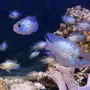 Аквариумные рыбки наннакара