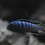 Аквариумные рыбки псевдотрофеус