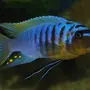 Аквариумные рыбки псевдотрофеус