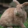 Домашние зайцы