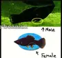 Моллинезия черная самец и самка