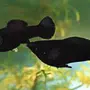Моллинезия черная самец и самка