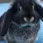 Виды кроликов
