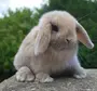 Виды Кроликов