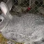 Виды кроликов