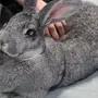 Виды Кроликов