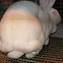 Жирный заяц
