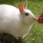 Жирный заяц