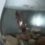 Как спит рыбка петушок в аквариуме