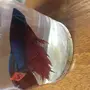 Как спит рыбка петушок в аквариуме