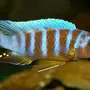 Аквариумные рыбки псевдотрофеус зебра