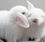 Картинка заяц белый
