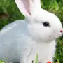 Картинка заяц белый