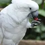 Виды попугаев