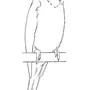 Как нарисовать попугая картинки