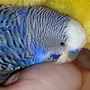 Самки волнистого попугая