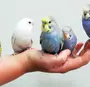 Самки Волнистого Попугая
