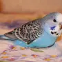 Самки волнистого попугая