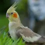 Попугай корелла
