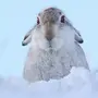 Зайчик зимой