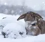 Зайчик зимой