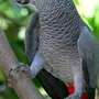 Говорящий Попугай