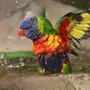 Радужный Попугай