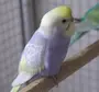 Радужный Попугай