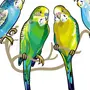 Волнистый попугай рисунок для детей