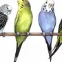 Волнистый попугай рисунок для детей