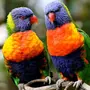 Красивые попугаи