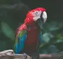 Попугай ара картинки