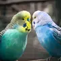 Волнистый попугай