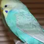 Волнистые попугаи окрасы
