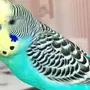 Волнистые попугаи окрасы
