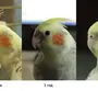 Попугая корелла самец