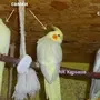 Попугая корелла самец