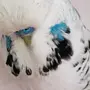 Попугай Получех